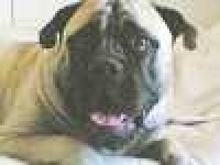 image of bull_mastiff