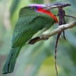 image of bird