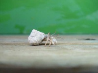 image of hermit_crab