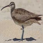 image of bird