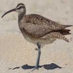 image of whimbrel #25