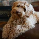 image of animal