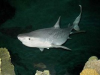 image of tiger_shark