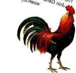 image of rooster