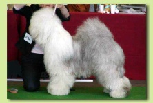 image of old_english_sheepdog