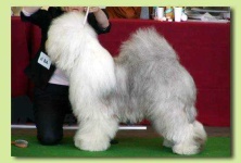 image of old_english_sheepdog #16