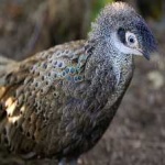 image of bird