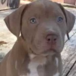 image of pit_bull #23