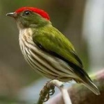 image of bird