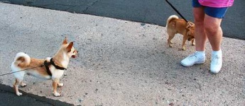image of chihuahua