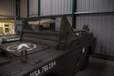 image of amphibian