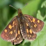 image of animal
