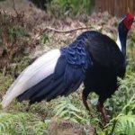 image of bird