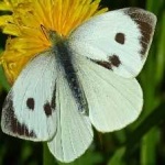 image of animal