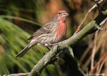 image of house_finch