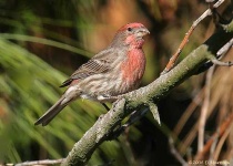 image of house_finch #30