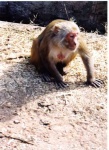 image of langur