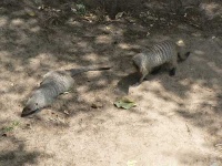 image of mongoose