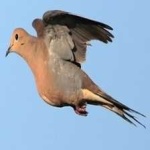 image of bird