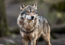 image of wolf #57