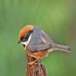 image of bird