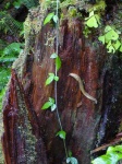 image of slug