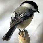 image of bird