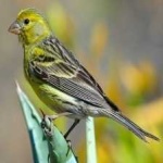 image of bird
