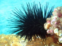 image of sea_urchin