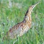 image of bird