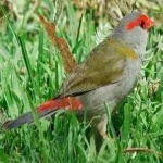 image of bird