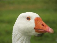 image of goose