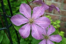 image of clematis #19