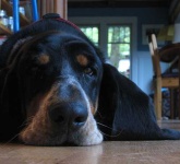 image of basset