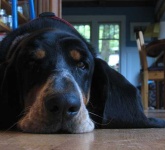 image of basset #21