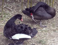 image of black_swan #31