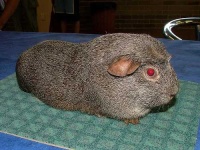 image of guinea_pig