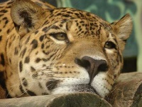 image of jaguar_car