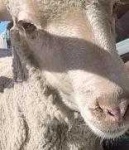 image of animal