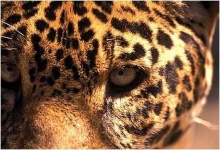 image of jaguar_car