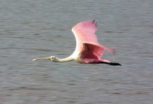 image of spoonbill