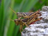 image of cricket
