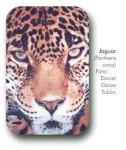 image of jaguar_car