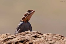 image of agama