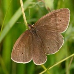 image of ringlet