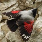 image of bird