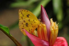 image of sulphur_butterfly #22