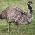 image of emu #29