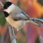 image of bird