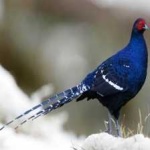 image of bird